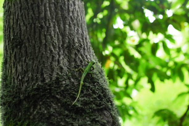 istock Green lizard sitting on a tree trunk. The tree is covered with moss. Leaves in the background. Photograph of a lizard in the back 1345316152