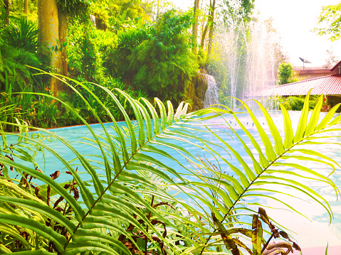 Pool with fontain in the backyard garden. Tropical garden. Selective focus