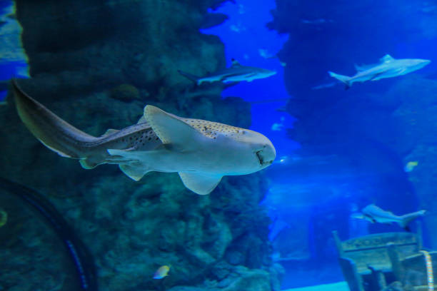 zebrahai schwimmt gegen korallen und andere fische im blauen wasser - sand tiger shark stock-fotos und bilder