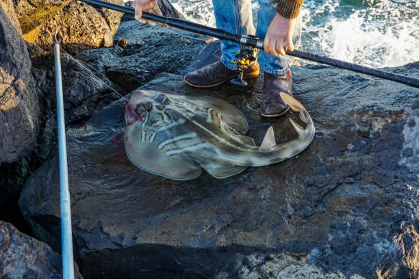 istock A caught Stingray shark while fishing in Australia. 1345317496