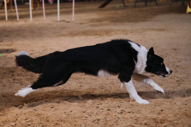 istock Black and white fluffy border collie runs quickly through sand in pavilion. Agility competitions, sports competitions with dog to improve contact with owner. 1345318159