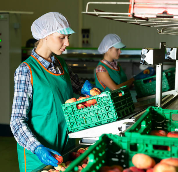 istock Women sorting peaches to crates 1345318343
