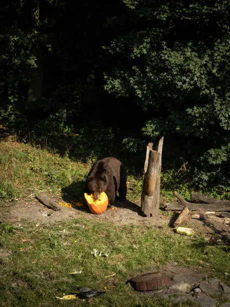 Photo of A brown bear eating pumpkin.