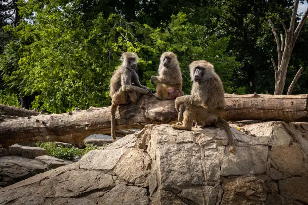 Three baboons sitting on a tree, looking at the camera.