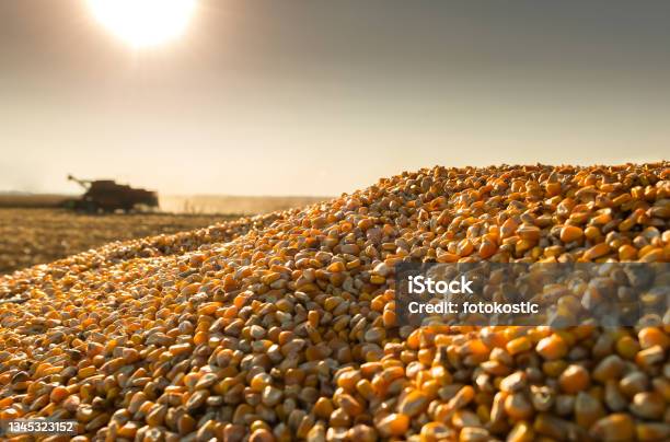 Corn Harvest On A Farmland In Sunset Stock Photo - Download Image Now - Corn - Crop, Corn, Crop - Plant