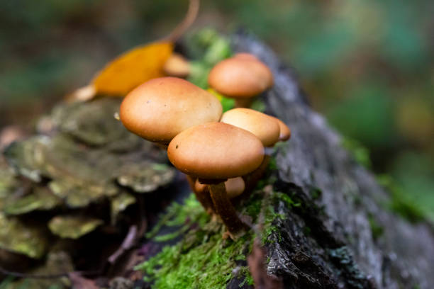 istock Galerina marginata is deadly poisonous mushroom, october 1345324558
