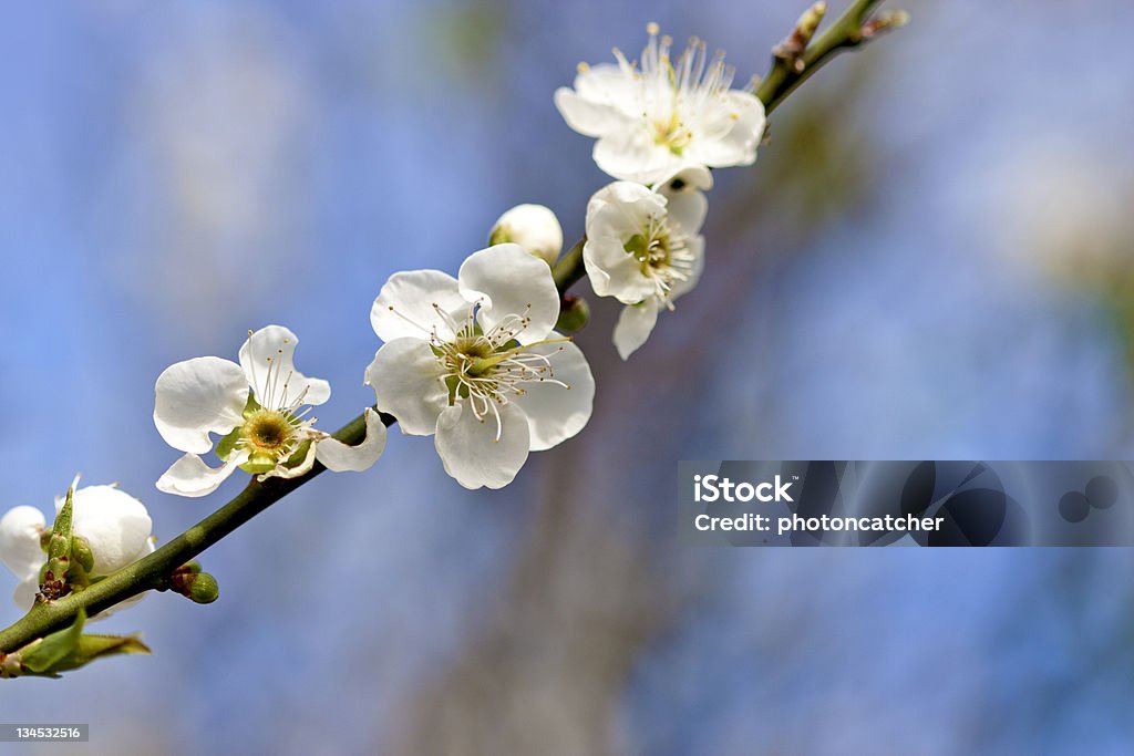 Flores de ameixa - Foto de stock de Acender royalty-free