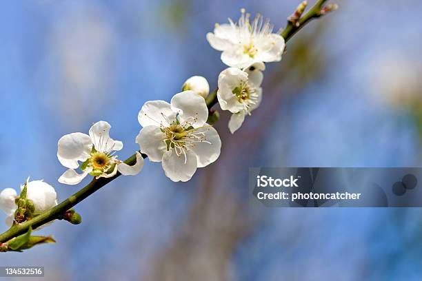 Foto de Flores De Ameixa e mais fotos de stock de Acender - Acender, Ameixa - Fruta, Azul