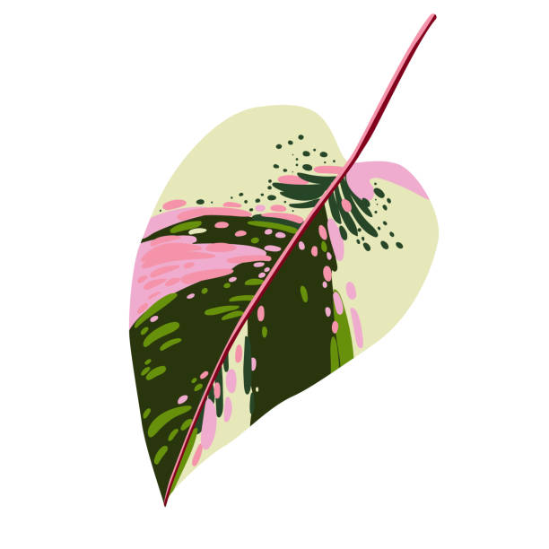 Caladium Drawing 130+ Caladium Drawings Illustrations, Royalty-Free Vector Graphics ...
