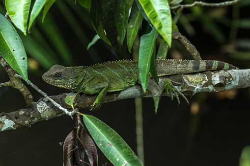 The Australian water dragon (Intellagama lesueurii), is an arboreal lizard species native to eastern Australia from Victoria northwards through New South wales to Queensland. They are extremely shy in the wild, but readily adapt to continual human presence in suburban parks and gardens.