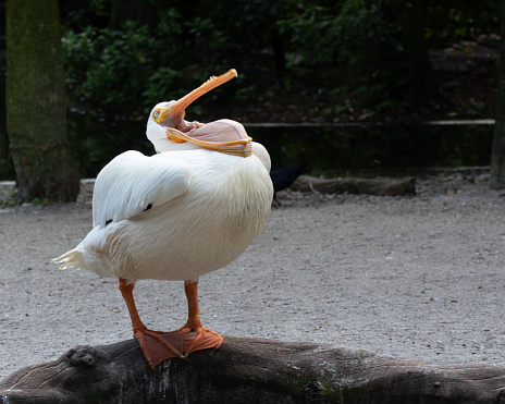 White pelican with yellow orange beak throws its head up and appears to be laughing as it stands on a wooden log.