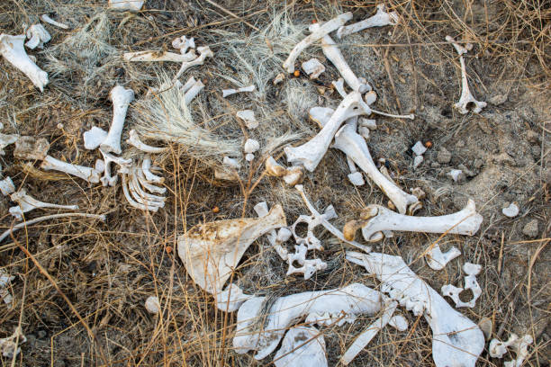 istock animal bones, animal remains in the wilderness 1345329612