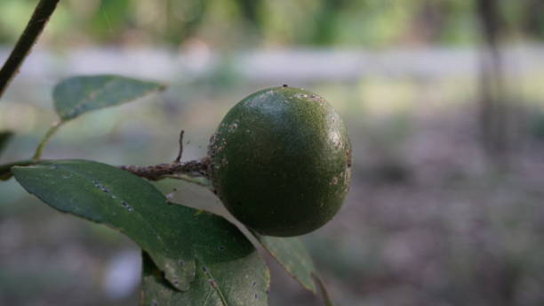 citrus fruit attacked by fungi