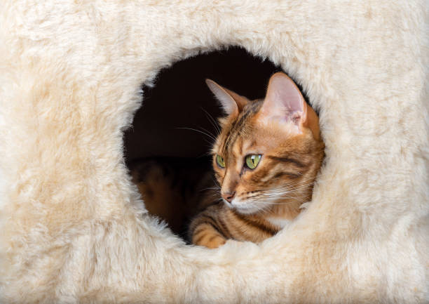 istock Bengal cat resting in a cat house close-up. 1345329999