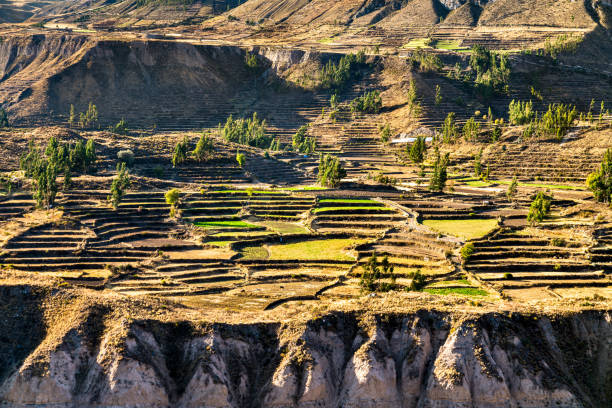 Terraced field within the Colca Canyon in the Arequipa Region of Peru