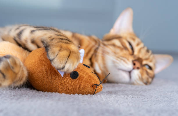 istock Ginger toy mouse in the paws of a sleeping Bengal cat. Selective focus in the foreground. 1345330099