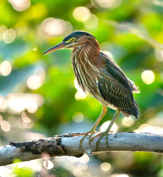 istock Green Heron at sunrise 1345331568