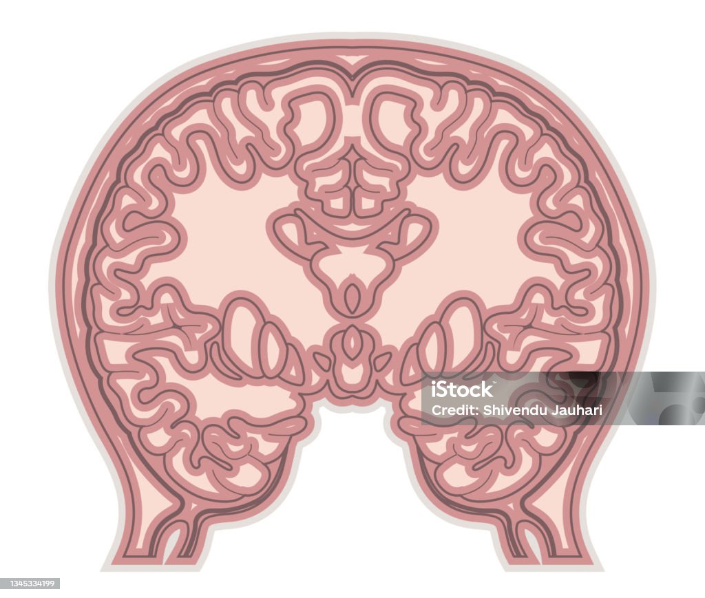 Translinear Brain Brain Transverse Section Illustration Stock Illustration - Download ...