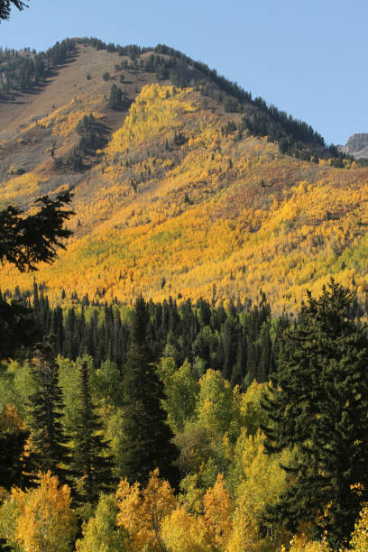 Fall color Utah Wasatch Mountains Rocky Mountains Colorful aspen yellow trees stock photo