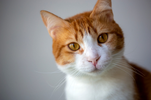 Close up of cat with one eye glassy, teary and discolored. Cat eye half closed from pain. Conjunctivitis, feline herpes virus or allergy. Selective focus.