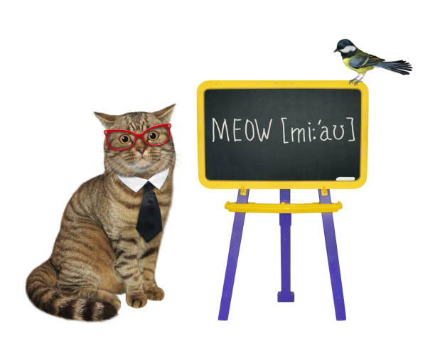 istock Cat teacher in tie near chalkboard 4 1345336405