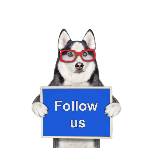 istock Dog husky holds sign Follow us 1345336418