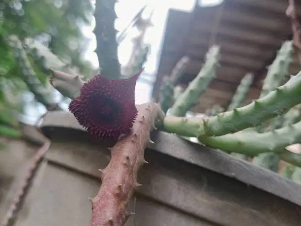Close up of Huernia trasmutata bloom flower, star shape flower with dark red color hang on old black plastic plant-pot  ; Cactus and Succulent plant concept.