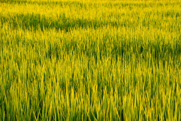Organic green rice field on sunny background