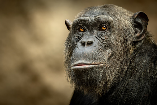 Close-up an adult gorilla looks around against the backdrop of an artificial jungle. Animal protection concept.