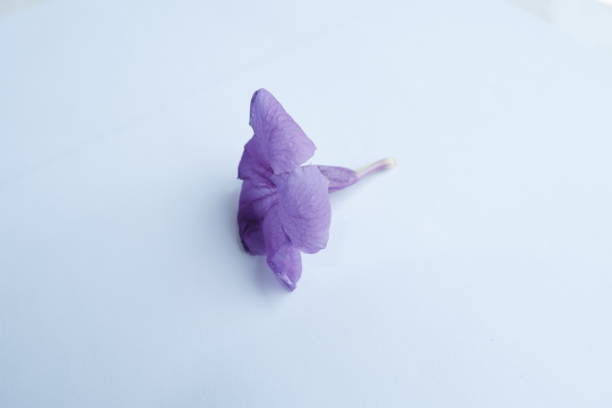istock This purple flower is Morning glory 1345339291