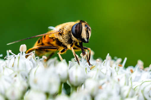 Honey bee on an onion flower in garden.