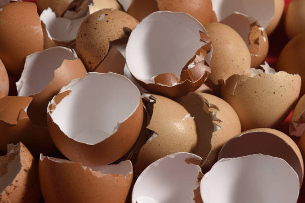 istock close up of texture of eggshell 1345342182