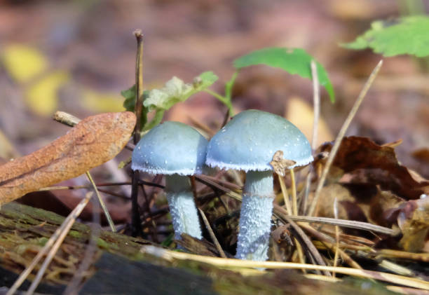 Forest mushrooms Stropharia aeruginosa among grass and fallen leaves in autumn forest, selective focus, horizontal orientation.