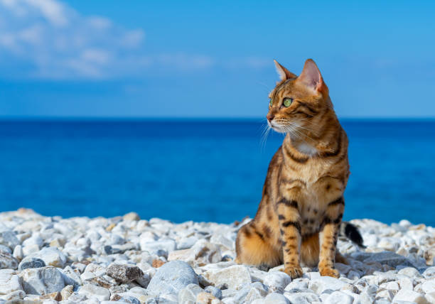 istock Tabby cat sits on a rocky beach. 1345346545