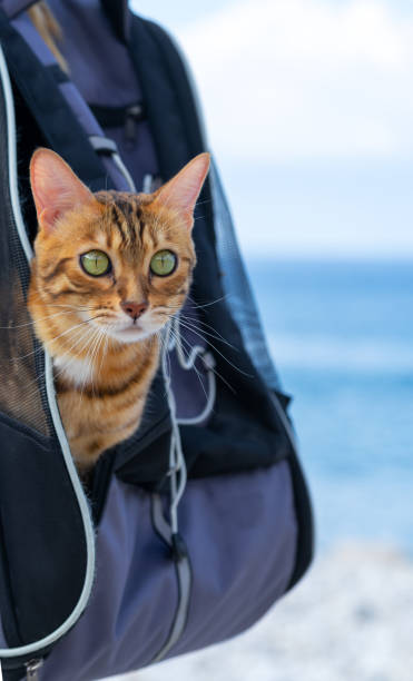 istock A tabby cat peeks out of its carrier backpack. 1345346548
