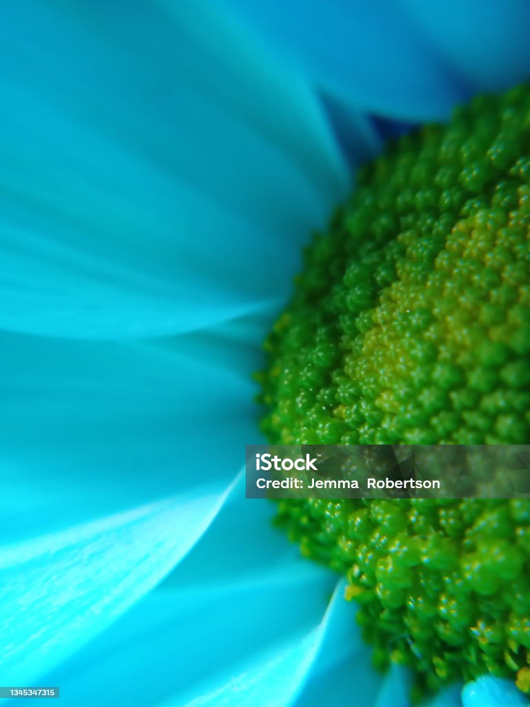Blue Close Blue Flower Close Up Stock Photo - Download Image Now - Backgrounds ...