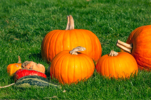istock Bright orange pumpkins on green grass, Halloween celebration theme 1345347967