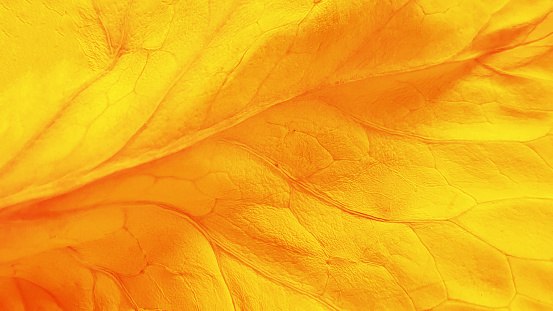 Close up of golden leaf