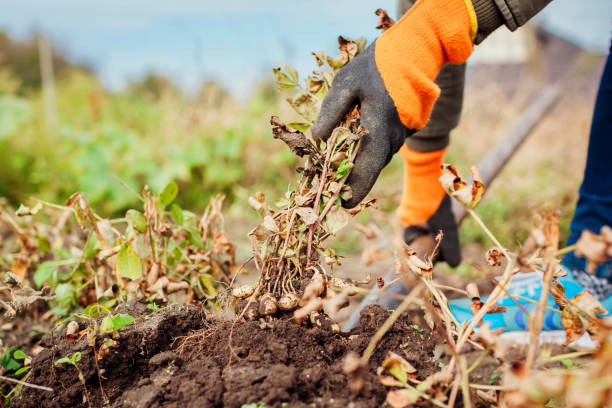 istock Farmer picking peanuts digging it in fall. Gardener holding bunch. Autumn harvesting. Organic farming and gardening. 1345349067