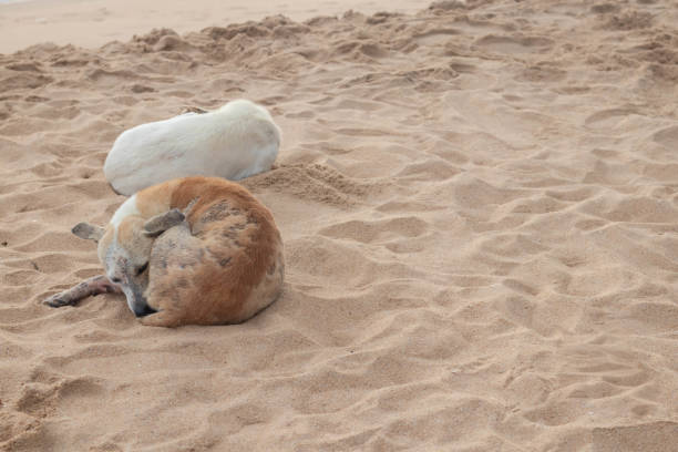 istock Stray dog with skin diseases in beach 1345350283