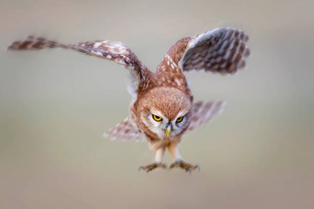 istock Flying owl. Little owl. Nature background. 1345350492