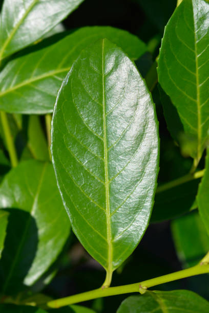 istock Laurel cherry Rotundifolia 1345350707