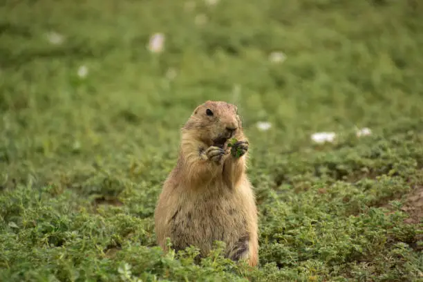 Prairie dog having s a leaf snack while standing on haunches.