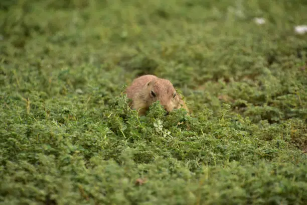 Prairie Dog Hiding and Eating in Lush Green Weeds and Vegetation