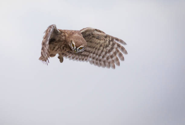 istock Flying owl. Little owl. Nature background. 1345351735