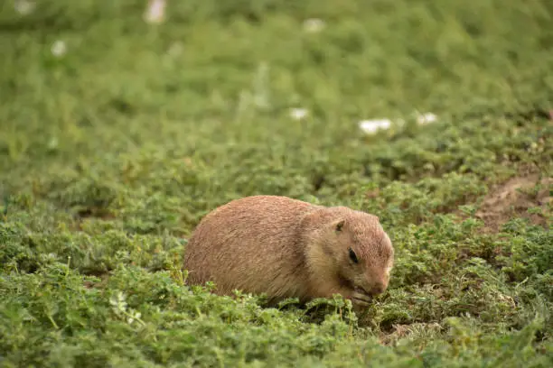 Cute prairie dog lookign for favorable greenery and leaves in the summer time.
