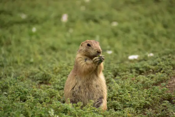 Cute little prairie dog standing up and eating green vegetation.