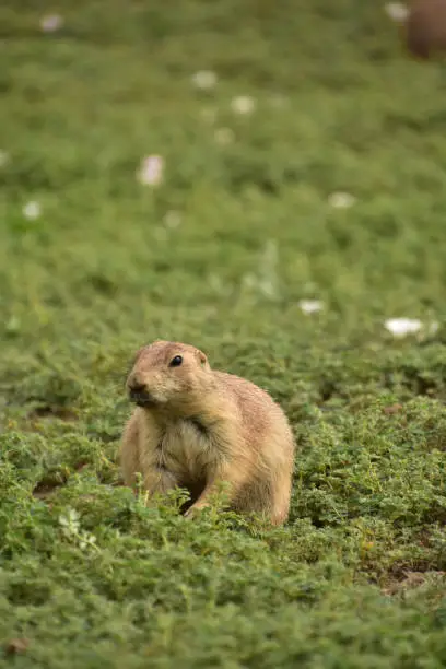 Adorable look into the face of a very curious ground squirrel.