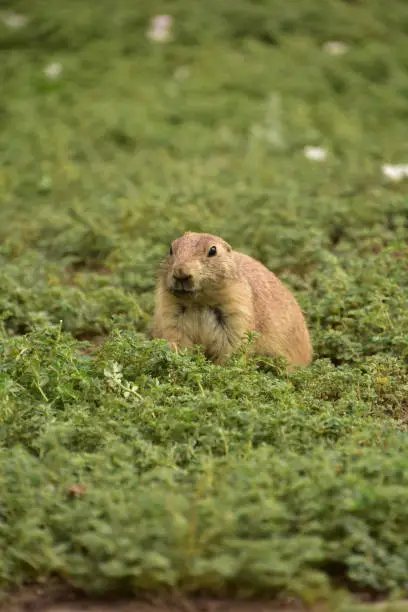 Very cute alert and curious prairie dog close up in vegetation.