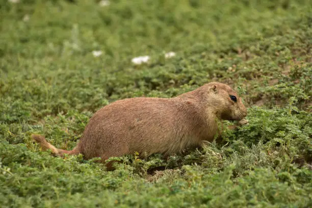 Cute prairie dog eating green leaves from his front paw.